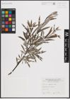 Foto von Salix eleagnos Scop.